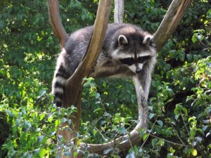 Parc animalier de Gramat dans le Lot