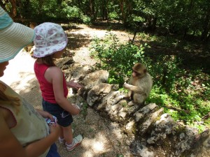 La forêt des singes à Rocamadour dans le Lot