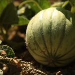 Le melon du Quercy IGP
