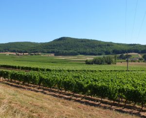 Circuit VTT - Puy-l'Evêque - Du Puech aux Vignes - 14km (Vignoble de Cahors à Vire-sur-Lot)