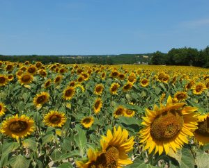 Campagnes - Belfort-du-Quercy - Champs agricoles (Malmont) -