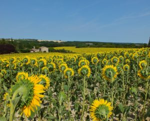 Campagnes - Castelnau-Montratier (Castelnau Montratier-Sainte Alauzie) - Campagnes (Chemin de Berbery) -