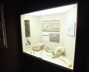 Musées - Cabrerets - Musée de Pech-Merle -