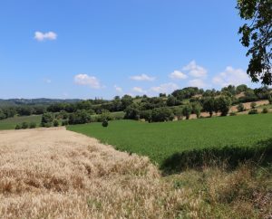 Campagnes - Anglars - Campagnes (Le Causse) -