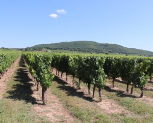 Campagnes - Anglars-Juillac - Le vignoble (Anglars) -